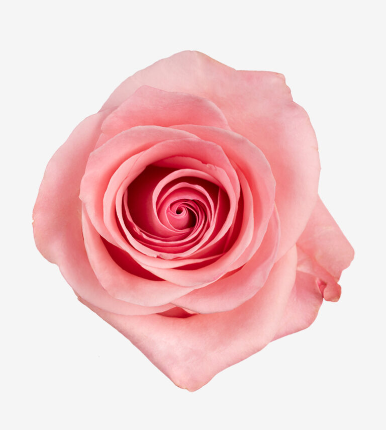 Arlene rose (Peach / Salmon), 50-70cm stem, grown by Flores El Progreso in Nemocon and Cundinamarca, Colombia for direct export to Europe and the United States. A soft peach-salmon tone with a full bloom, offering a gentle color for romantic arrangements.