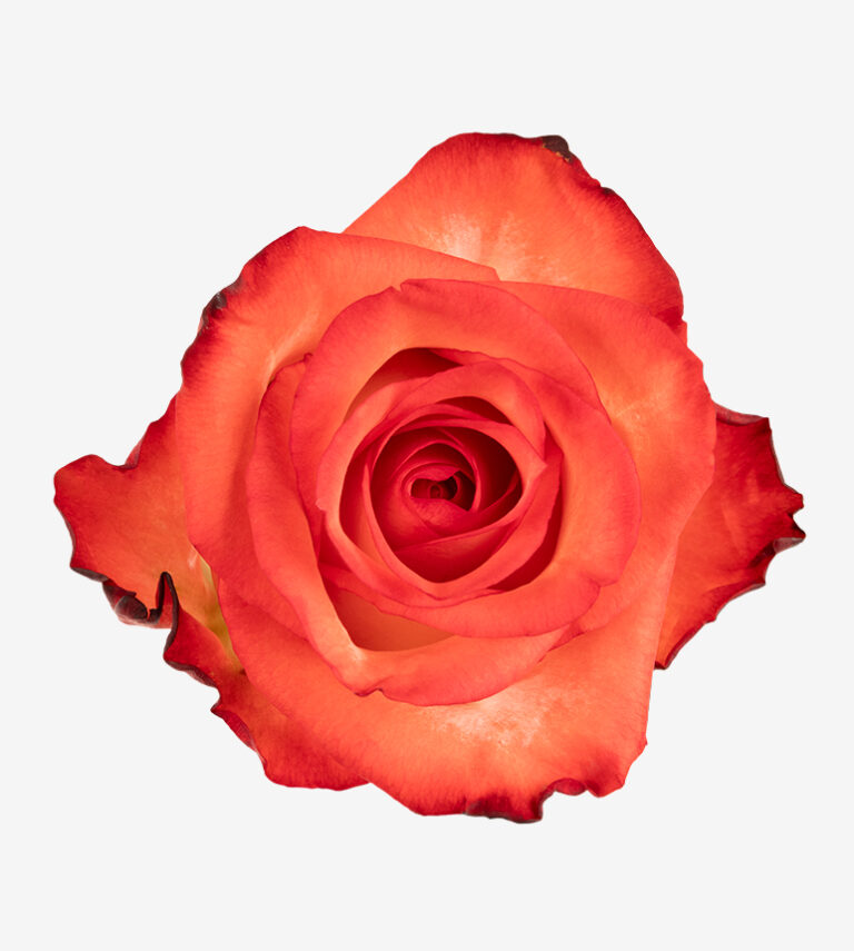 Blush rose (Peach / Blush Pink), 50-70cm stem, grown by Flores El Progreso in Nemocon and Cundinamarca, Colombia for direct export to Europe and the United States. A delicate blush-pink bloom with a soft, romantic tone favored in bridal work.