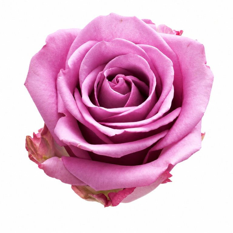 flores-el-progreso-rose-cool-water-lavender-mauve-01