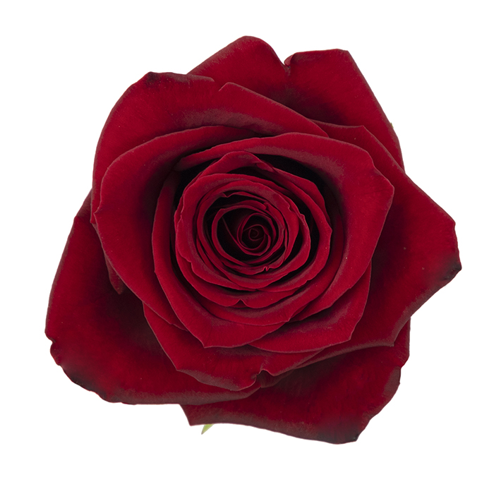 Freedom rose (Red / Classic), 50-70cm stem, grown by Flores El Progreso in Nemocon and Cundinamarca, Colombia for direct export to Europe and the United States. A deep red, full-bloom classic rose, the best-selling variety for export programs.
