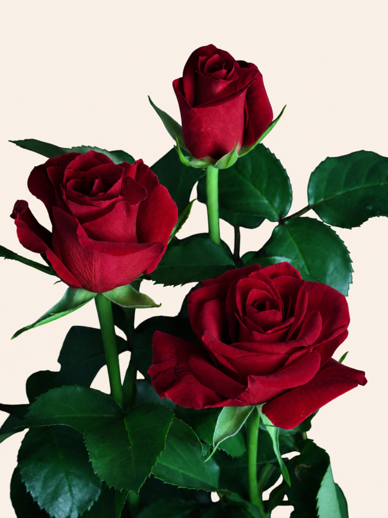 flores-el-progreso-rose-freedom-red-classic-02