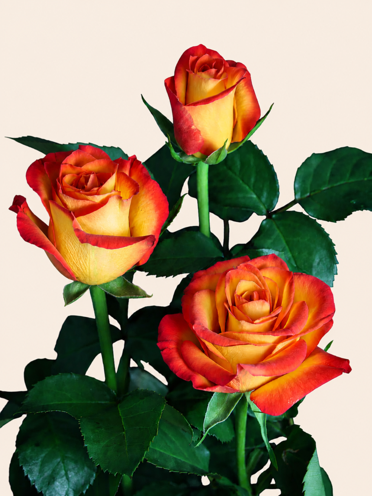 flores-el-progreso-rose-high-magic-orange-red-bicolor-01