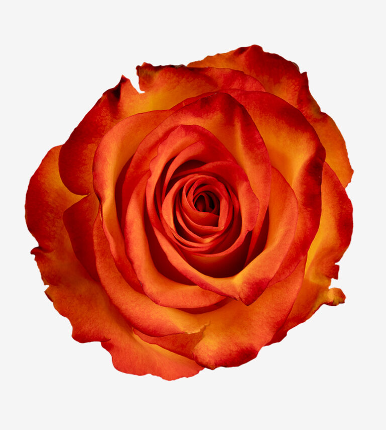 High Magic rose (Orange-Red Bicolor), 50-70cm stem, grown by Flores El Progreso in Nemocon and Cundinamarca, Colombia for direct export to Europe and the United States. A vivid orange-red bicolor bloom that brings bold contrast to any arrangement.