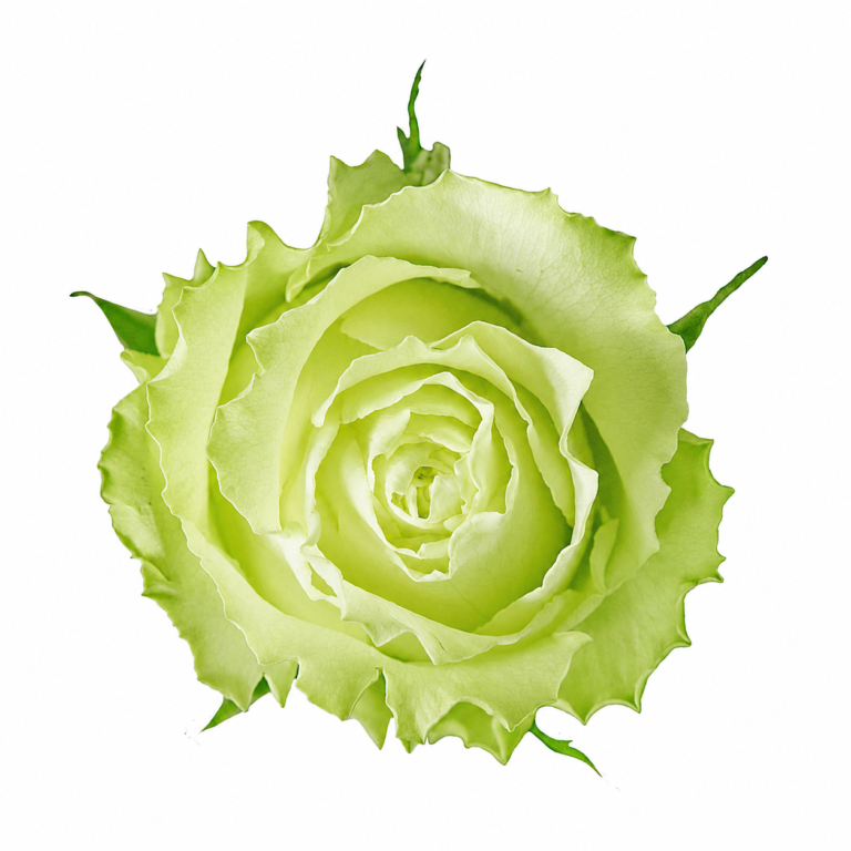 flores-el-progreso-rose-lemonade-yellow-green-01
