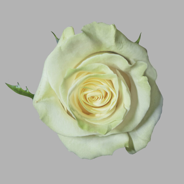 Mondial rose (White / Ivory), 50-70cm stem, grown by Flores El Progreso in Nemocon and Cundinamarca, Colombia for direct export to Europe and the United States. A crisp, pure white bloom favored for weddings, with clean petals and excellent vase life.