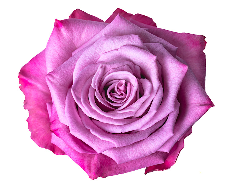 Moody Blues rose (Lavender / Purple), 50-70cm stem, grown by Flores El Progreso in Nemocon and Cundinamarca, Colombia for direct export to Europe and the United States. A deep, moody purple tone that adds contrast and sophistication to any arrangement.