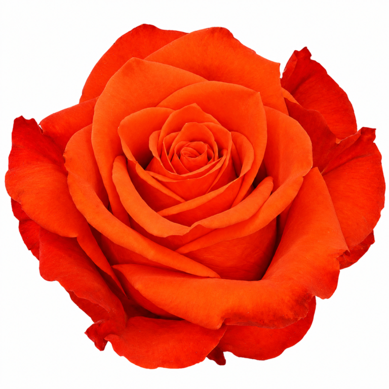flores-el-progreso-rose-new-face-pink-cream-bicolor-01