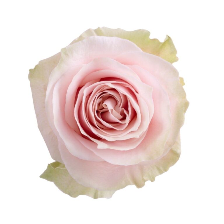 Pink Mondial rose (Pale Pink), 50-70cm stem, grown by Flores El Progreso in Nemocon and Cundinamarca, Colombia for direct export to Europe and the United States. A pale pink variation of the classic Mondial rose, elegant, smart and versatile.