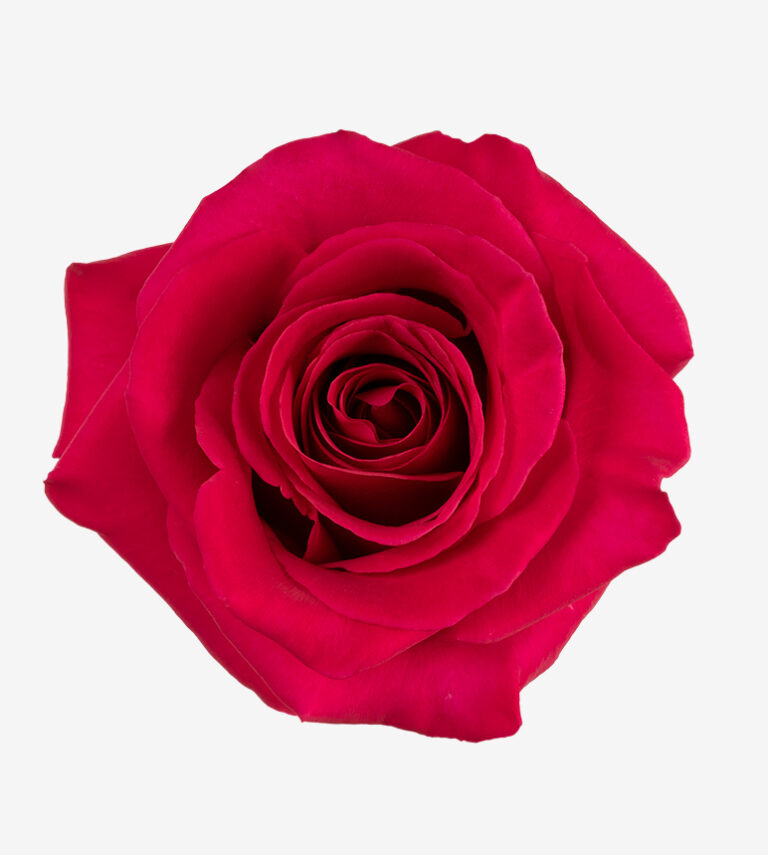 Pinkfloid rose (Pink & White), 50-70cm stem, grown by Flores El Progreso in Nemocon and Cundinamarca, Colombia for direct export to Europe and the United States. A striking pink-edged bicolor bloom, a strong visual signature for premium bouquets.