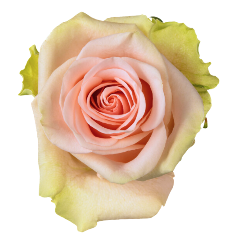 flores-el-progreso-rose-salma-blush-pink-01