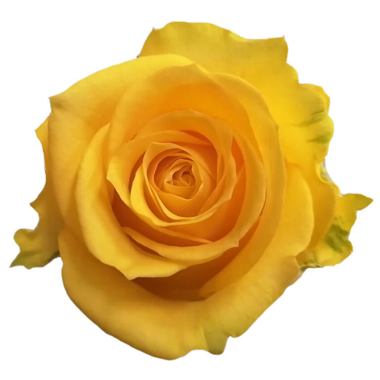 Super Sun rose (Yellow-Orange), 50-70cm stem, grown by Flores El Progreso in Nemocon and Cundinamarca, Colombia for direct export to Europe and the United States. A vibrant yellow-orange bloom that brings bright, cheerful color to any bouquet.