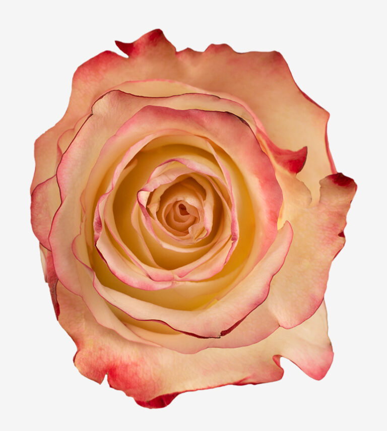 Sweetness rose (Orange-Red Bicolor), 50-70cm stem, grown by Flores El Progreso in Nemocon and Cundinamarca, Colombia for direct export to Europe and the United States. An orange-red bicolor bloom with a warm, vibrant tone for festive arrangements.