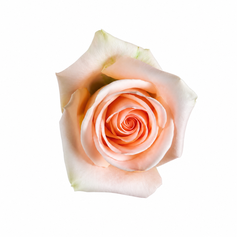 flores-el-progreso-rose-tifany-peach-cream-01