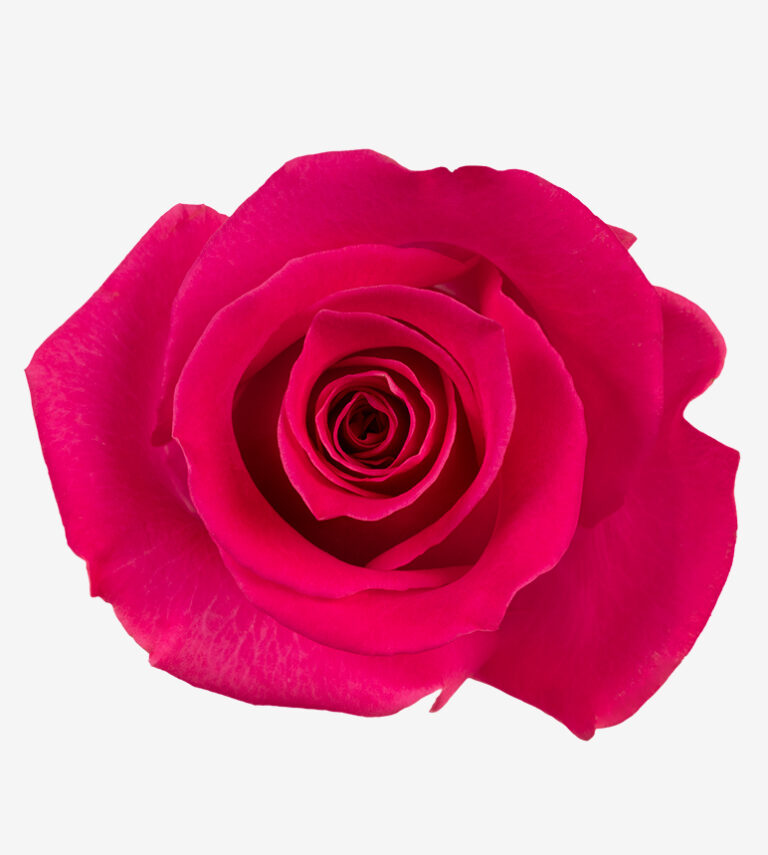 Topaz rose (Orange / Peach), 50-70cm stem, grown by Flores El Progreso in Nemocon and Cundinamarca, Colombia for direct export to Europe and the United States. A warm peach-orange tone with excellent bloom size, ideal for arrangements.