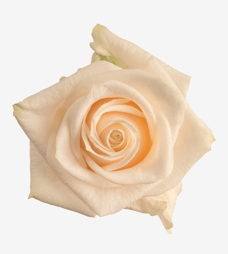 Vendela rose (Cream / Ivory), 50-70cm stem, grown by Flores El Progreso in Nemocon and Cundinamarca, Colombia for direct export to Europe and the United States. Soft cream tones with a light, elegant bud, the top choice for bridal and event work.