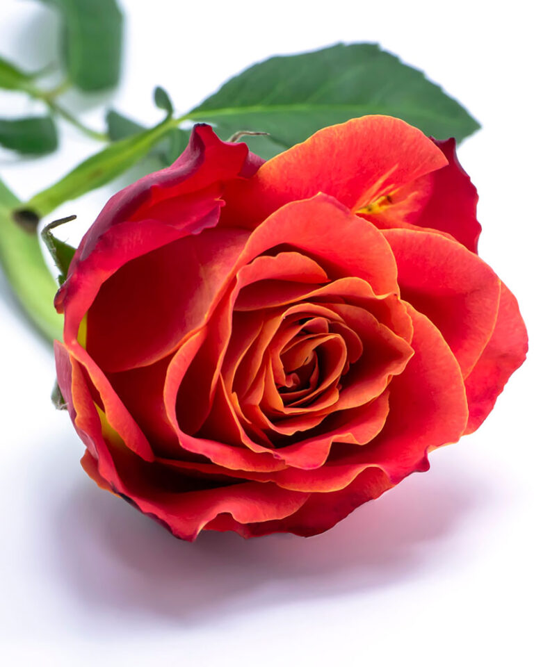 rosa-roja-ejemplo-mbariadedades